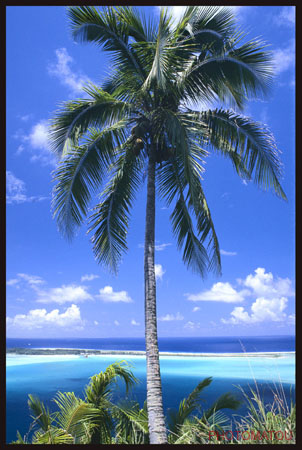 POLYNESIE FRANCAISE BORA-BORA COCOTIER