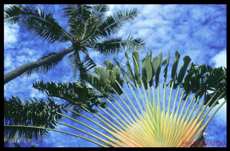 POLYNESIE FRANCAISE BORABORA PALMIERS