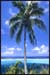 POLYNESIE FRANCAISE BORA-BORA COCOTIER